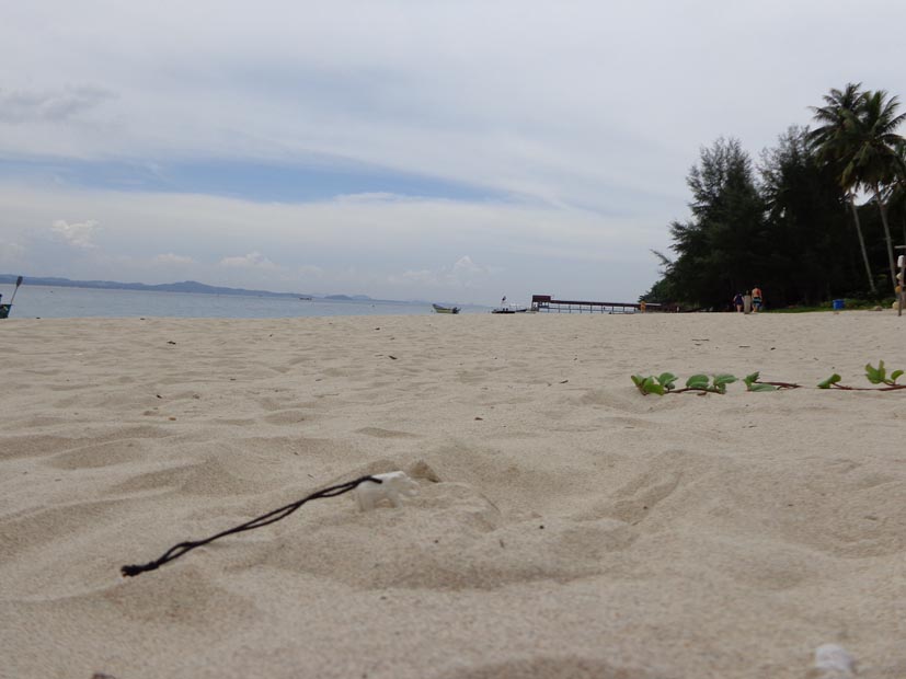 Mampfred suhlt sich im Sand auf Kapas Island